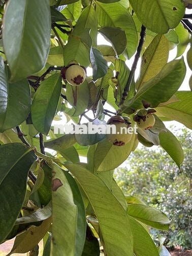 Đất vườn đẹp giá mềm gần Trảng Bom sẵn hàng cây ăn trái cổ thụ