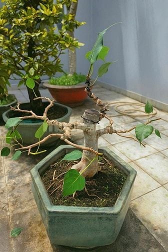 BÁN - Cặp Mai Tứ Quý & Mai Vàng Ghép; Cặp Bồ Đề Bông sai.
