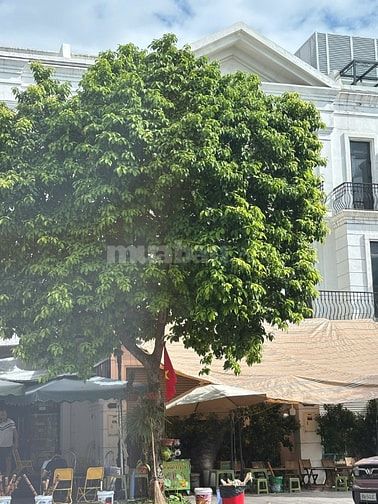 MTG - Shophouse vừa ở vừa kinh doanh tại Vinhomes Ocean Park1 Giá rẻ 