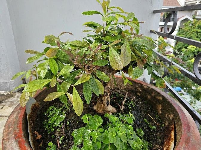 BÁN - Cặp Mai Tứ Quý & Mai Vàng Ghép; Cặp Bồ Đề Bông sai.