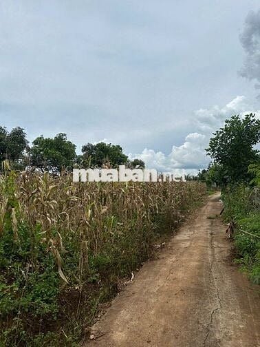 ĐẤT ĐẸP – GIÁ TỐT – CHÍNH CHỦ BÁN TẠI Xã Ea Nuoil, Buôn Đôn, Đắk Lắk