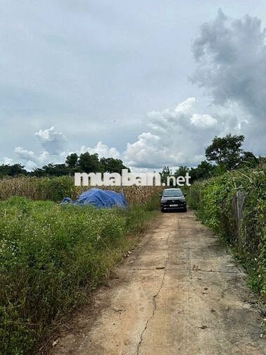 ĐẤT ĐẸP – GIÁ TỐT – CHÍNH CHỦ BÁN TẠI Xã Ea Nuoil, Buôn Đôn, Đắk Lắk
