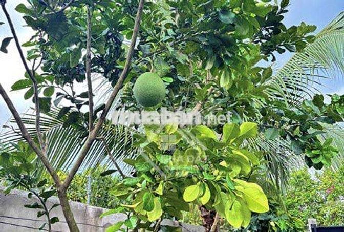 NHÀ VƯỜN SỔ SẴN – 6x34M, VƯỜN CÂY ĂN TRÁI, ĐƯỜNG NHỰA, DÂN CƯ HIỆN HỮU