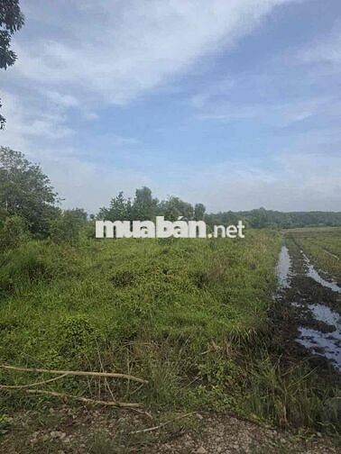 Bán đất An Tây, Bến Cát, Bình Dương với tổng diện tích 159m2 có ODT