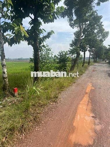 Kẹt tiền cần bán nhanh lô đất tại An Tây, Bến Cát, Bình Dương