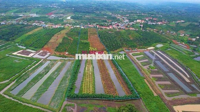 Cần bán 17m đất mặt đường+7héc đất nông nghiệp