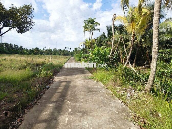 🌳Bán đất vườn16.000m² nhà 3PN–sát cầu Rạch Miễu 2 (800m) mới thông xe