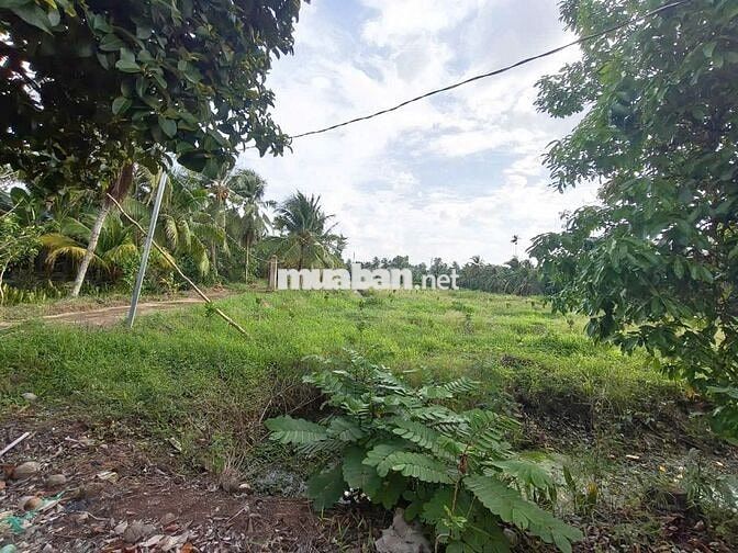 🌳Bán đất vườn16.000m² nhà 3PN–sát cầu Rạch Miễu 2 (800m) mới thông xe