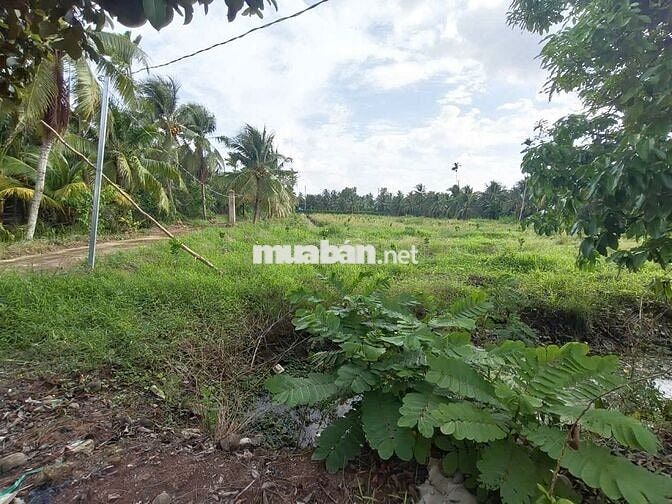 🌳Bán đất vườn16.000m² nhà 3PN–sát cầu Rạch Miễu 2 (800m) mới thông xe