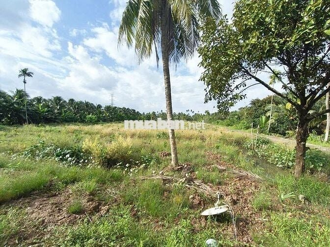 🌳Bán đất vườn16.000m² nhà 3PN–sát cầu Rạch Miễu 2 (800m) mới thông xe