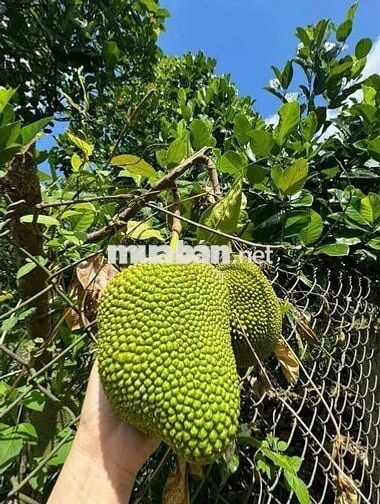 Chủ ngợp cần bán lô đất vườn để định cư nước ngoài Tại Định Quán