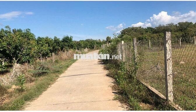 CC bán lô đất tại KM107 Ngọc Định. DT 168m2. Sát chợ và trường học