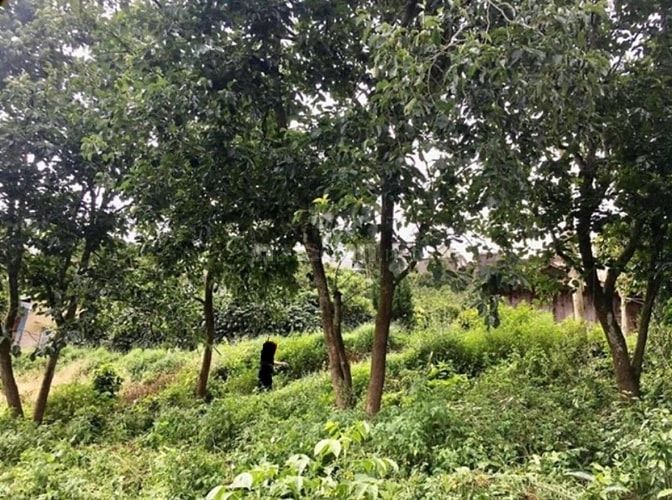 Bán đất 216,2 m2 xã Xuân Trường, sổ riêng xây dựng 