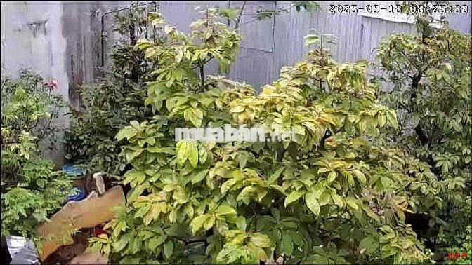 Bán đất mặt tiền đường Đỗ Hành, Nại Hiên Đông, Sơn Trà, Đà Nẵng.