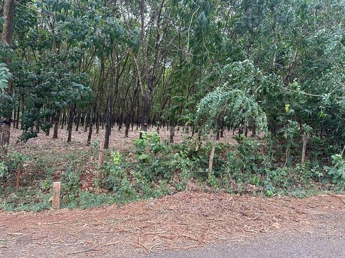 Công ty Đấu giá hợp danh Lam Sơn Sài Gòn THÔNG BÁO ĐẤU GIÁ TÀI SẢN