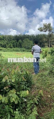Chính Chủ Bán 3500m2 Đất Vườn Siêu Đẹp