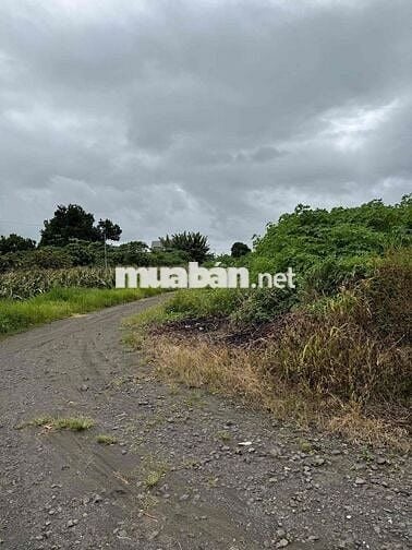 ĐẤT SÀO CÓ SẴN CÀ PHÊ ĐANG RA TRÁI - ĐINH VĂN, LÂM HÀ
