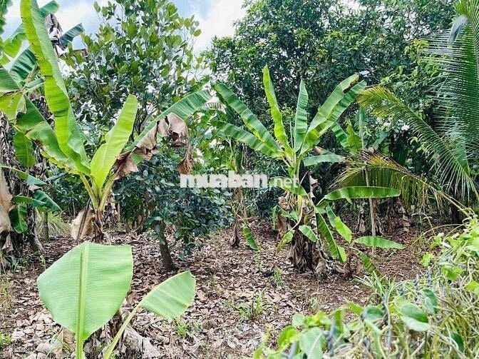 BÁN ĐẤT SÀO SÔNG THAO GIÁP TÂY HOÀ 05