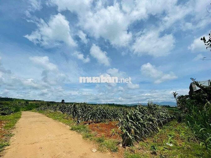 ĐẤT SÀO CÓ SẴN CÀ PHÊ ĐANG RA TRÁI - ĐINH VĂN, LÂM HÀ
