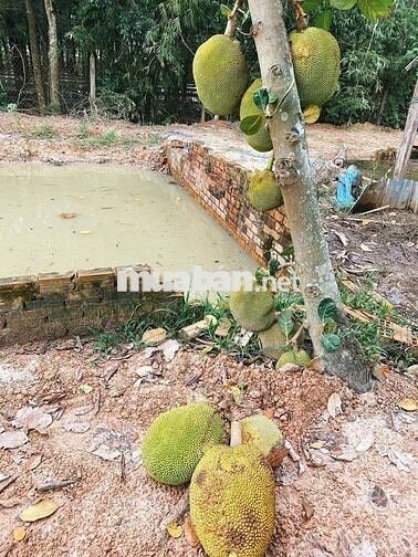 🌳ĐẤT MẶT TIỀN ĐƯỜNG HÀ THỊ PHIÊN, CỦ CHI - THƯƠNG LƯỢNG GIÁ🌳