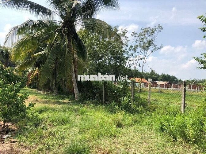 🌳ĐẤT MẶT TIỀN ĐƯỜNG HÀ THỊ PHIÊN, CỦ CHI - THƯƠNG LƯỢNG GIÁ🌳