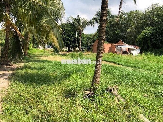 🌳ĐẤT MẶT TIỀN ĐƯỜNG HÀ THỊ PHIÊN, CỦ CHI - THƯƠNG LƯỢNG GIÁ🌳