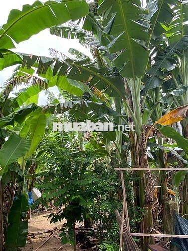 ĐẤT PHƯỜNG TRUNG AN TỈNH ĐỒNG THÁP