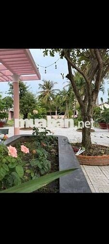 BIỆT THỰ NHƯ MỚI VÀO XEM ƯNG NGAY,DT30*60M,2PN,SÂN BÓNG, ĐẤT TRỒNG CÂY