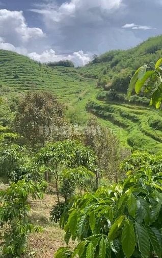 CẦN BÁN GIÁ RẺ VIEW ĐẸP. 6HEC-TA CAFE, SẦU RIÊNG XÃ ĐAM RÔNG, LÂM ĐỒNG