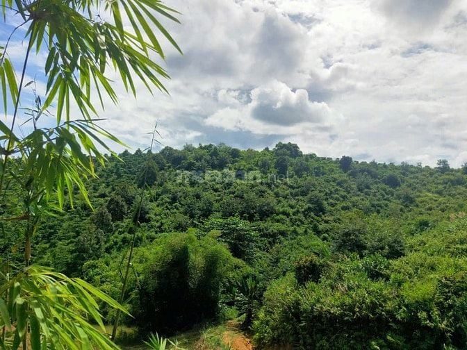CẦN BÁN GIÁ RẺ VIEW ĐẸP. 6HEC-TA CAFE, SẦU RIÊNG XÃ ĐAM RÔNG, LÂM ĐỒNG