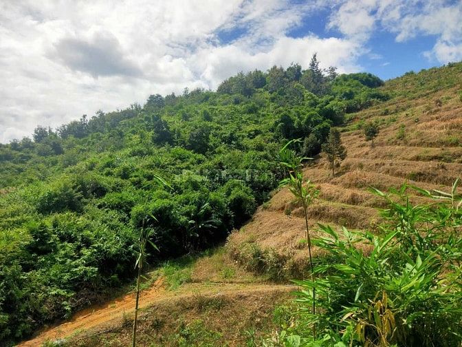 CẦN BÁN GIÁ RẺ VIEW ĐẸP. 6HEC-TA CAFE, SẦU RIÊNG XÃ ĐAM RÔNG, LÂM ĐỒNG