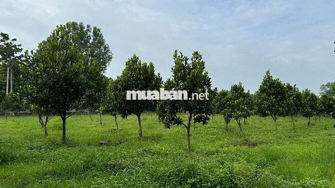 Nhà vườn 4.520m2 tại Phú Hòa Đông - Củ Chi (2 mặt đường TL15)