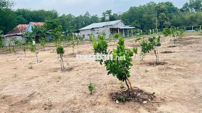 Nhà vườn 4.520m2 tại Phú Hòa Đông - Củ Chi (2 mặt đường TL15)
