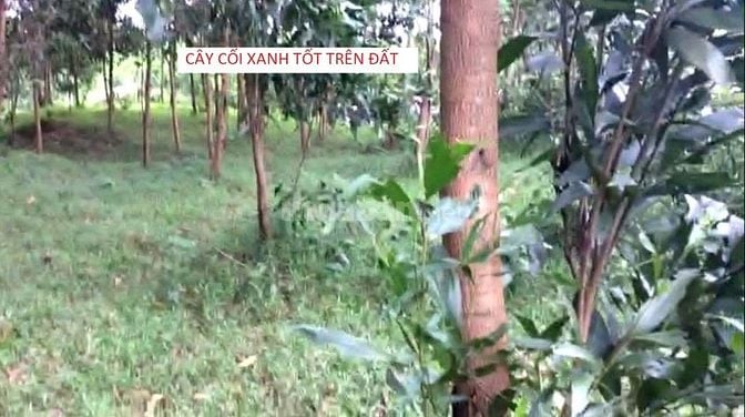 2000m2 đất KInh Đô Huế. Sổ hồng riêng. Siêu phẩm Sinh thái Nghỉ dưỡng