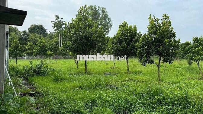 Nhà vườn 4.520m2 tại Phú Hòa Đông - Củ Chi (2 mặt đường TL15)
