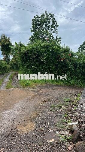 🍊 Bán Đất Vườn Long Khánh – Sầu Riêng, Bưởi, Bơ Đang Cho Trái – 3 Tỷ 7