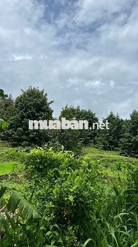 🍊 Bán Đất Vườn Long Khánh – Sầu Riêng, Bưởi, Bơ Đang Cho Trái – 3 Tỷ 7