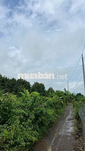 🍊 Bán Đất Vườn Long Khánh – Sầu Riêng, Bưởi, Bơ Đang Cho Trái – 3 Tỷ 7