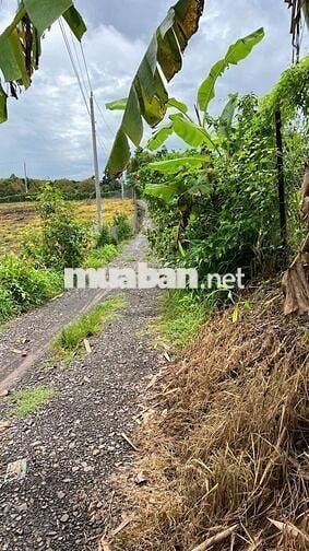 🍊 Bán Đất Vườn Long Khánh – Sầu Riêng, Bưởi, Bơ Đang Cho Trái – 3 Tỷ 7
