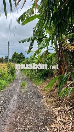 🍊 Bán Đất Vườn Long Khánh – Sầu Riêng, Bưởi, Bơ Đang Cho Trái – 3 Tỷ 7