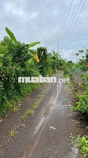 🍊 Bán Đất Vườn Long Khánh – Sầu Riêng, Bưởi, Bơ Đang Cho Trái – 3 Tỷ 7