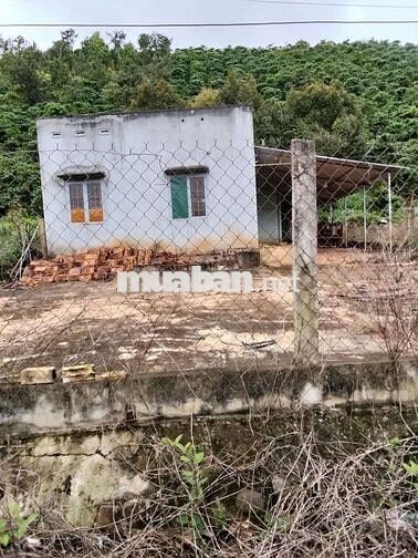 Bán Đất cà phê thu hoạch có thổ cư sổ hồng - 9000m2 - Gia Lâm, Lâm Hà