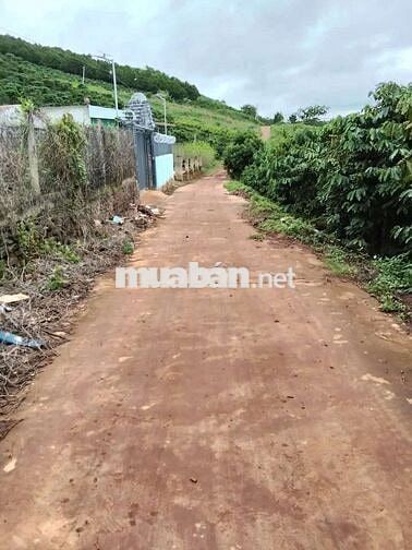 Bán Đất cà phê thu hoạch có thổ cư sổ hồng - 9000m2 - Gia Lâm, Lâm Hà