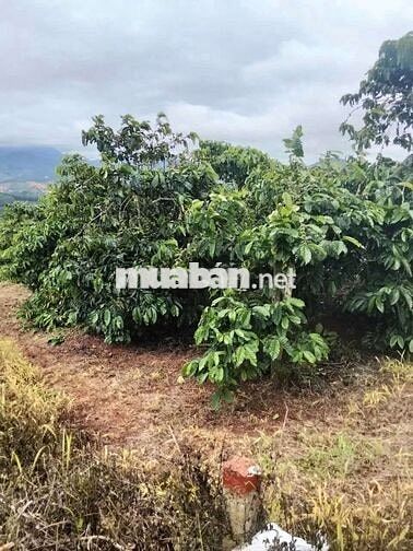 Bán Đất cà phê thu hoạch có thổ cư sổ hồng - 9000m2 - Gia Lâm, Lâm Hà