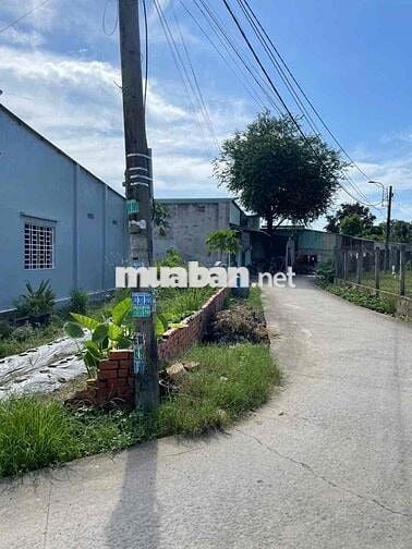 Đất thổ cư 101m2 gần chợ chiều Tân Thạnh Đông