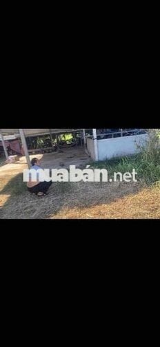 bán đất vườn gò công đông tiền giang diên tich 1000m