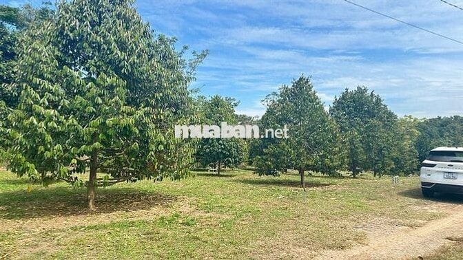 Vườn sầu 1200m2 giá 290tr phú giáo- sài gòn