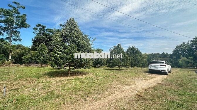 Vườn sầu 1200m2 giá 290tr phú giáo- sài gòn