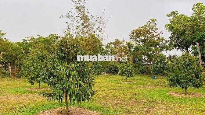 Vườn sầu 1200m2 giá 290tr phú giáo- sài gòn