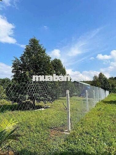 Vườn sầu 1200m2 giá 290tr phú giáo- sài gòn